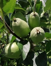 Fruit Development-I
